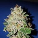 Violet Kush (Garden of Green) femminizzata