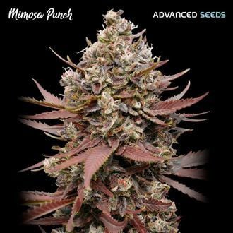 Mimosa Punch (Advanced Seeds) femminizzata