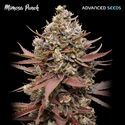 Mimosa Punch (Advanced Seeds) femminizzata