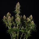 Runtz F1 Automatic (Zamnesia Seeds) femminizzata