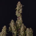 Watermelon Candy F1 Automatic (Zamnesia Seeds) femminizzata