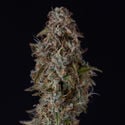 Watermelon Candy F1 Automatic (Zamnesia Seeds) femminizzata