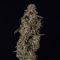 Watermelon Candy F1 Automatic (Zamnesia Seeds) femminizzata