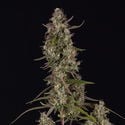 Watermelon Candy F1 Automatic (Zamnesia Seeds) femminizzata