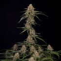 Blue Cheese F1 Automatic (Zamnesia Seeds) femminizzata