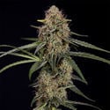 Blue Cheese F1 Automatic (Zamnesia Seeds) femminizzata