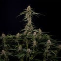 Blue Cheese F1 Automatic (Zamnesia Seeds) femminizzata