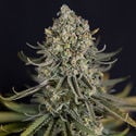 Karen Kush (Zamnesia Seeds) femminizzata