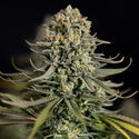 Karen Kush (Zamnesia Seeds) femminizzata