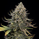 Karen Kush (Zamnesia Seeds) femminizzata