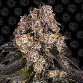 Girl Scout Cookies (Barney's Farm) femminizzata