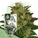 White Rhino Automatic (Zamnesia Seeds) femminizzata