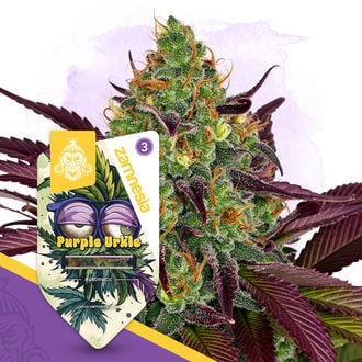 Purple Urkle Auto (Zamnesia Seeds) femminizzata