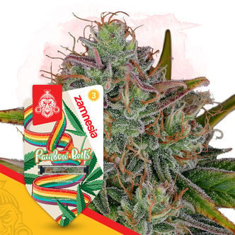 Rainbow Belts Automatic (Zamnesia Seeds) femminizzata