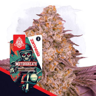 Motorbreath Automatic (Zamnesia Seeds) femminizzata