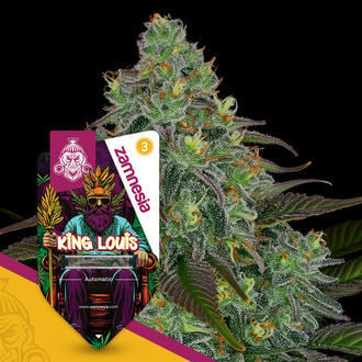 King Louis Automatic (Zamnesia Seeds) femminizzata