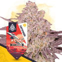 Jet Fuel (Zamnesia Seeds) femminizzata