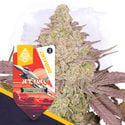 Jet Fuel Automatic (Zamnesia Seeds) femminizzata