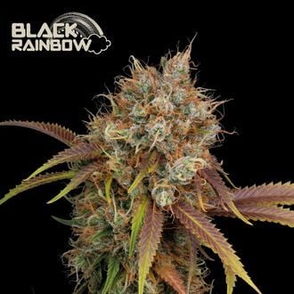 Black Rainbow (Seedstockers) femminizzata