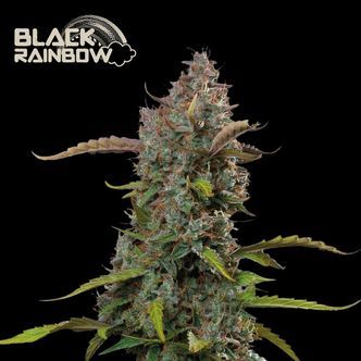 Black Rainbow Auto (Seedstockers) femminizzata