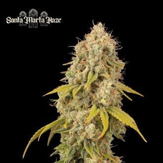 Santa Marta Haze (Seedstockers Superior) femminizzata