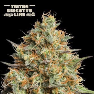 Triton Biscotto Lime Auto (Seedstockers) femminizzata