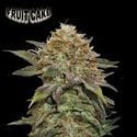 Fruit Cake (Seedstockers) femminizzata