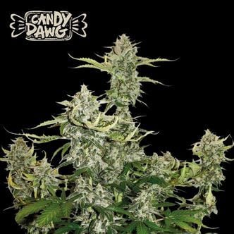 Candy Dawg Auto (Seedstockers) femminizzata