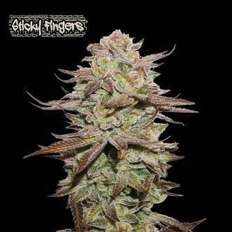 Sticky Fingers Auto (Seedstockers) femminizzata