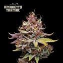 Amaretto Tarmac (Seedstockers) femminizzata