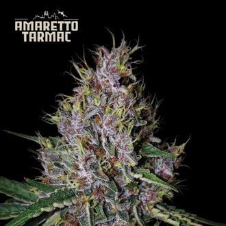 Amaretto Tarmac Auto (Seedstockers) femminizzata