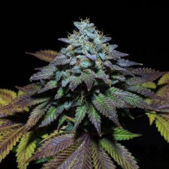 Gorilla Cookies (Pure Instinto) femminizzata