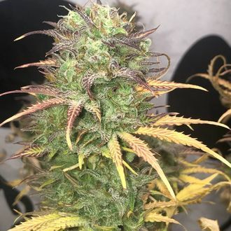 Girl Scout Kush Auto (Pure Instinto) femminizzata