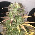 Girl Scout Kush Auto (Pure Instinto) femminizzata