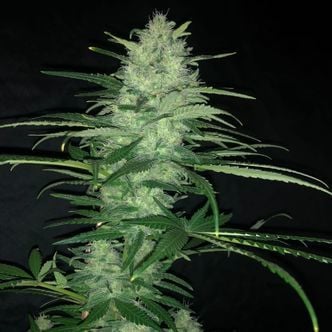 Purple Punch Auto (Pure Instinto) femminizzata