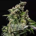 Cafe Racer Auto (Blimburn Seeds) femminizzata