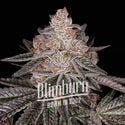 Apple Fritter Auto (Blimburn Seeds) femminizzata