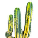 San Pedro variegato (Echinopsis pachanoi variegata) Buenavista