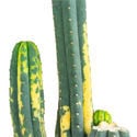 San Pedro variegato (Echinopsis pachanoi variegata) Buenavista