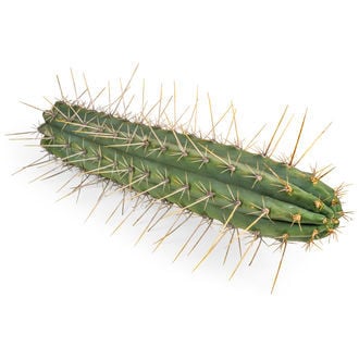 Torcia peruviana XL (Echinopsis peruviana)