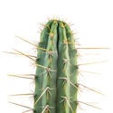 Torcia peruviana XL (Echinopsis peruviana)