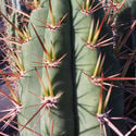 Torcia peruviana XL (Echinopsis peruviana)