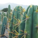 Torcia peruviana XL (Echinopsis peruviana)