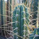 Torcia peruviana XL (Echinopsis peruviana)