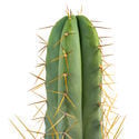 Torcia boliviana XL (Echinopsis bridgesii)