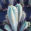 Torcia boliviana XL (Echinopsis bridgesii)