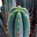 Torcia boliviana XL (Echinopsis bridgesii)