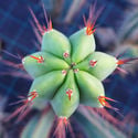 Torcia boliviana XL (Echinopsis bridgesii)