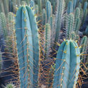 Torcia boliviana XL (Echinopsis bridgesii)