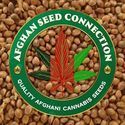 Herat (Afghan Seed Connection) regolare